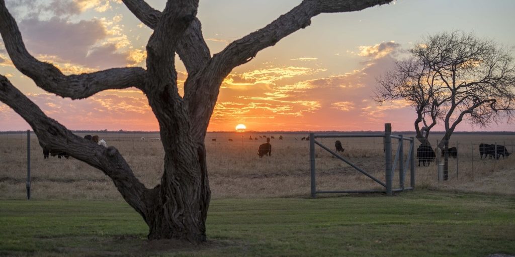 Eine Ranch in Texas mit Rinderzucht