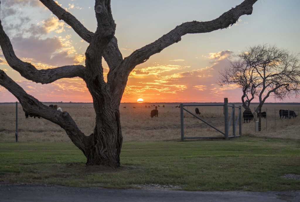 Eine Ranch in Texas mit Rinderzucht