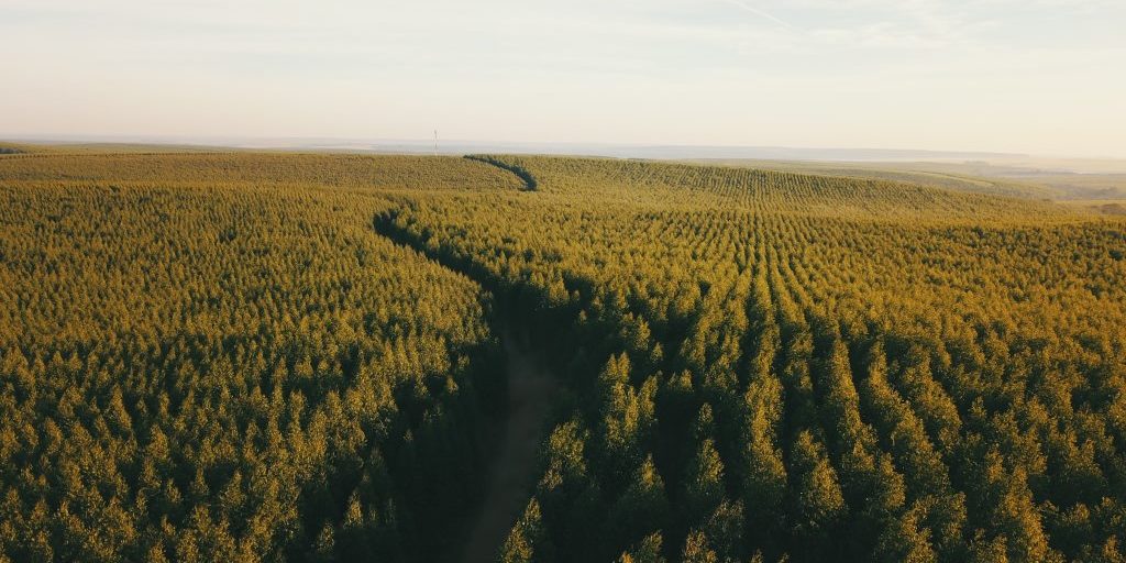 indisches-sandelholz-plantage Sandelholzbäume wie sie Quintus anbaut