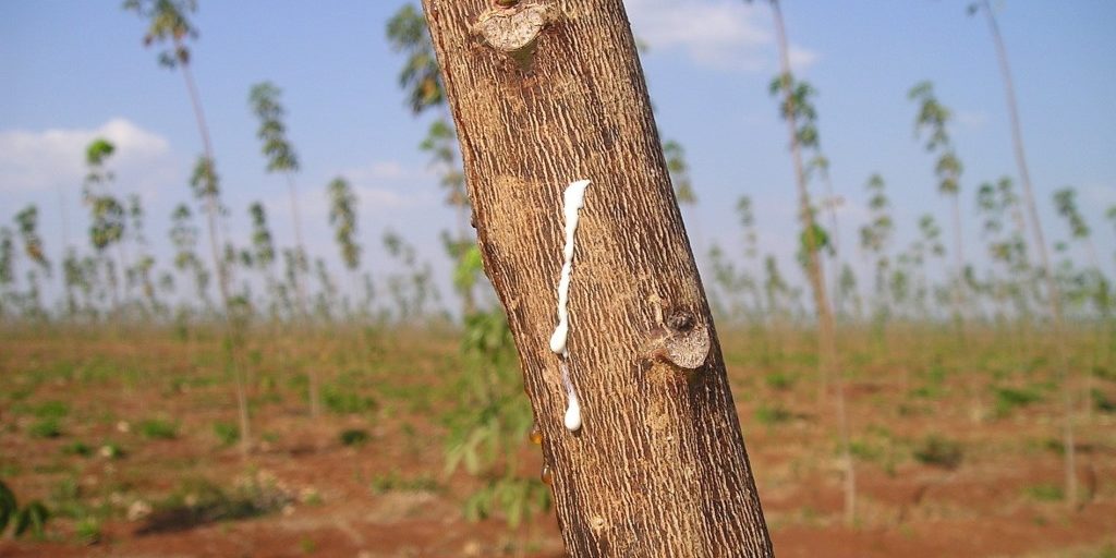 Ein Kautschukbaum auf einer Plantage in Panama