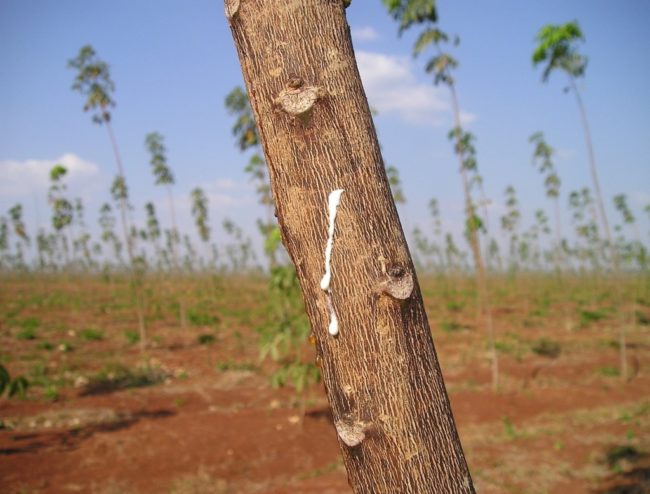 Ein Kautschukbaum auf einer Plantage in Panama